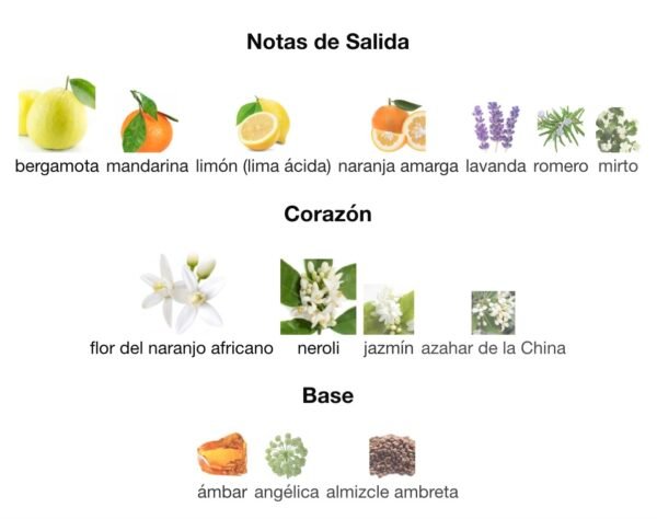 neroli-portobello-yves-dorgeval-rincon-perfumado-notas.jpg